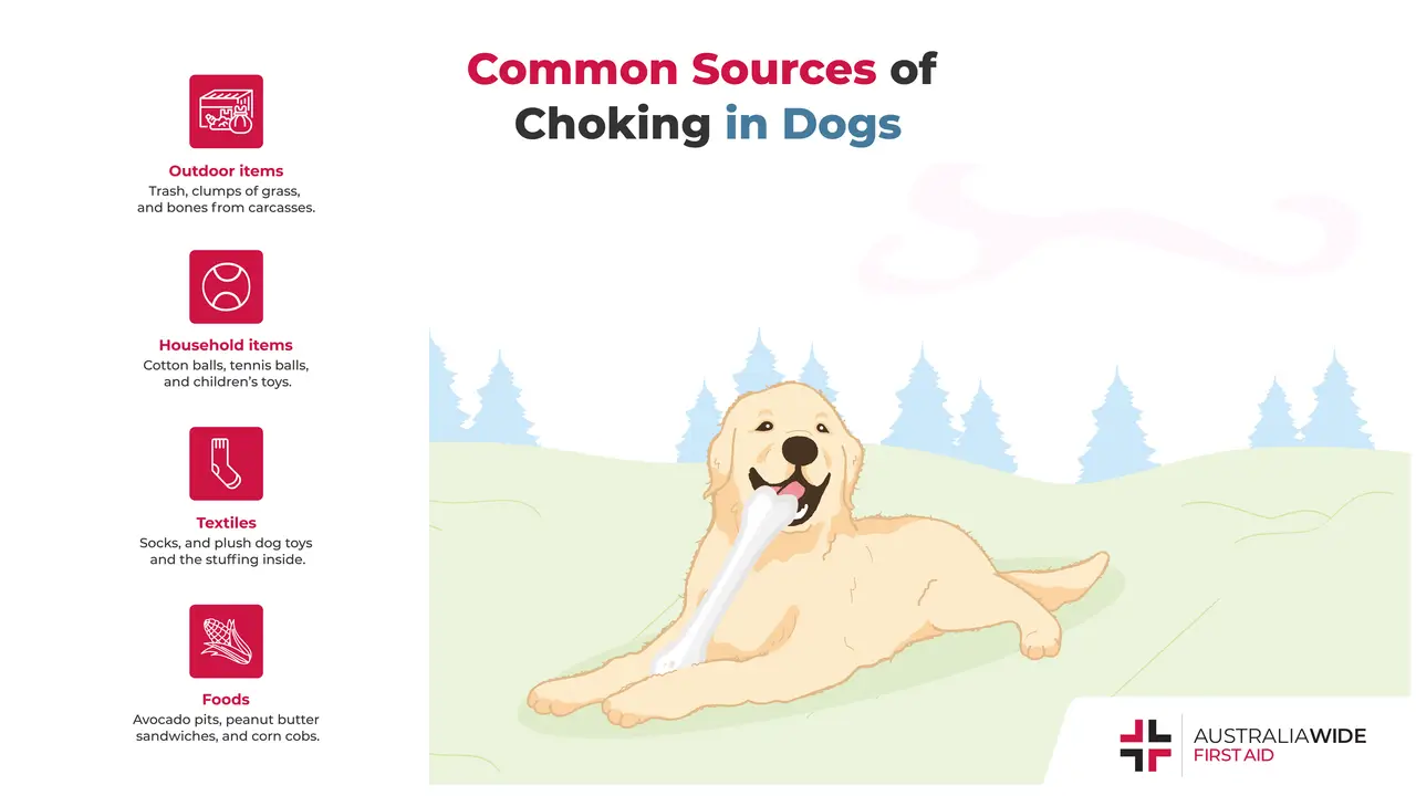 Infographic about Common Sources of Choking in Dogs